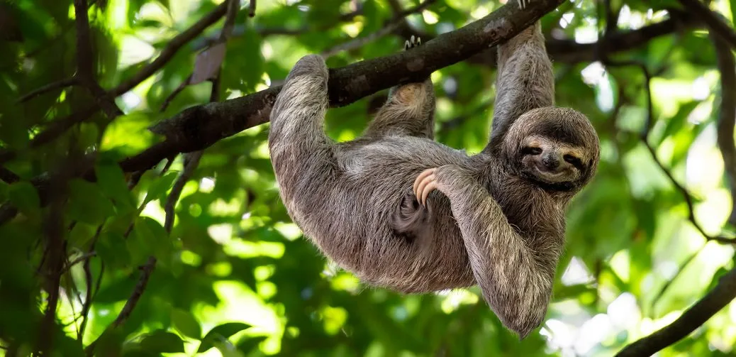 A sloth in the Hacienda Pinilla canopy